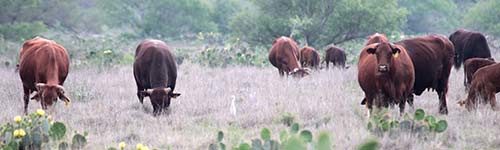 Ranching & Cattle